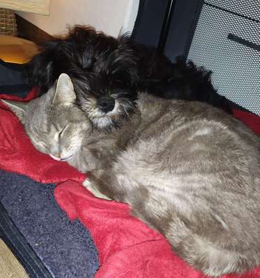 Hund und Katz Momente-Beitrag-Bild