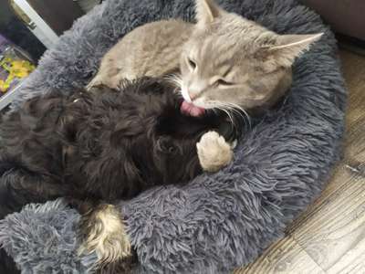 Hund und Katz Momente-Beitrag-Bild