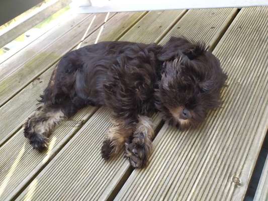 Welpen Bilder !-Beitrag-Bild