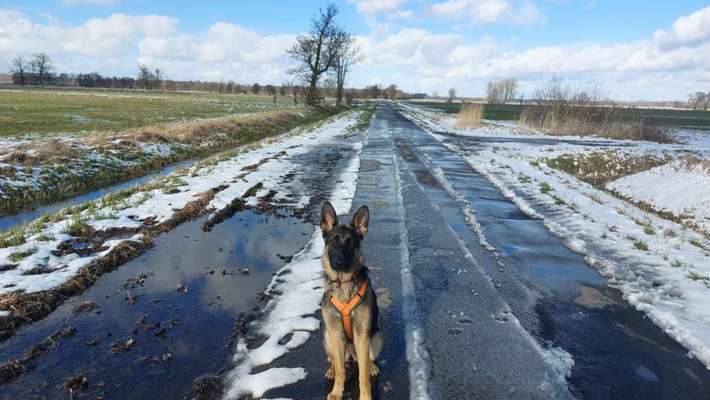 Dogorama Photo Challenge - Rund-Beitrag-Bild