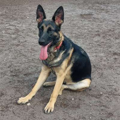 Hundetreffen-Spazieren und Spielen-Bild