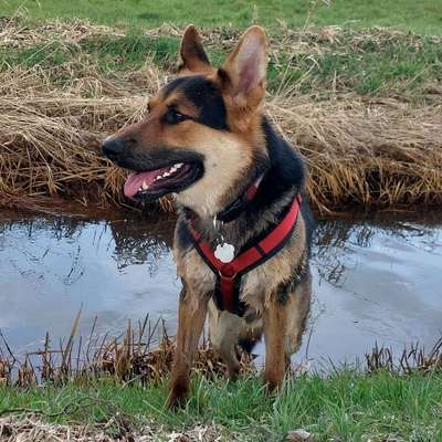 Hundetreffen-Spazieren Partnerin Gesucht-Bild