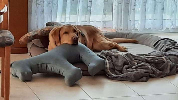 Labradorfans-Beitrag-Bild