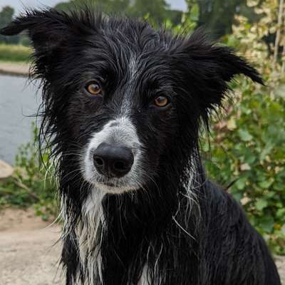 Hundetreffen-Trainingspartner für ruhige Hundebegegnungen an der Leine-Bild