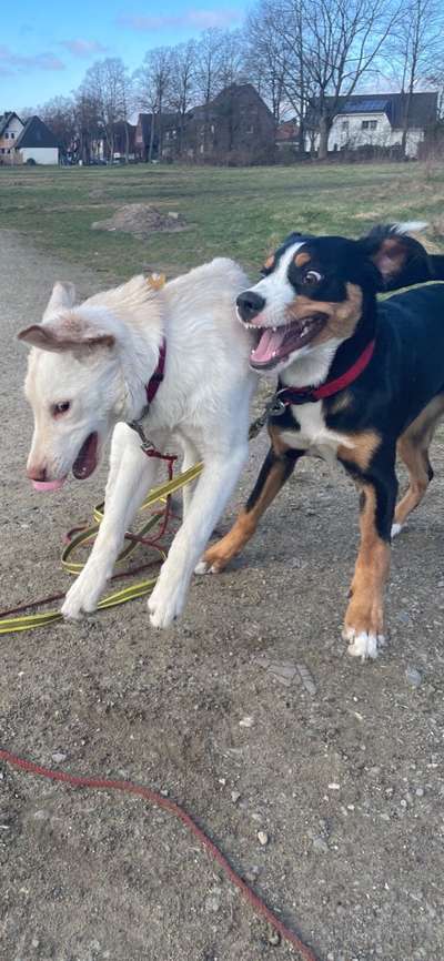 Lustigsten Grimassen von euren Hunden-Beitrag-Bild