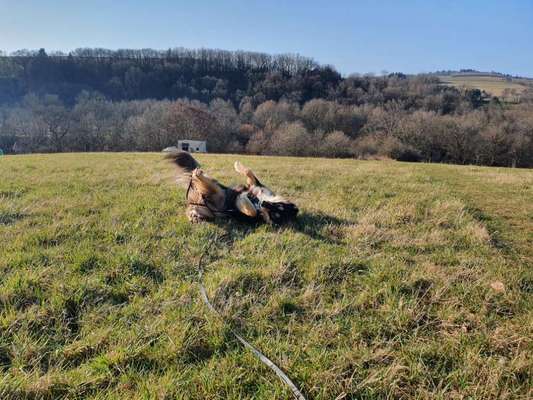 Fotosammlung: ,,Der natürliche Hund" Unbearbeitet, ungestellt und in Natura-Beitrag-Bild