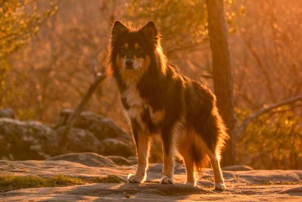 Dogorama Photo Challenge - Märchenwald-Beitrag-Bild