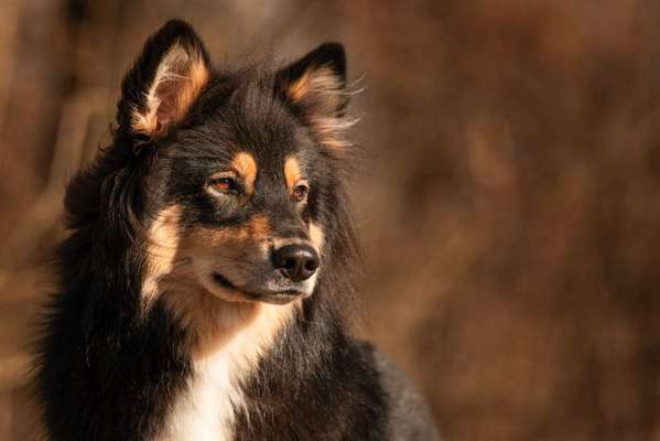 Dogorama Photo Challenge - Portrait-Beitrag-Bild