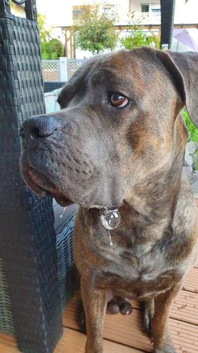 Fotochallenge sabbernder Hund-Beitrag-Bild