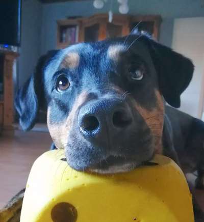 Dogorama Blog: Die einfachsten Hundetricks für deinen Vierbeiner-Beitrag-Bild