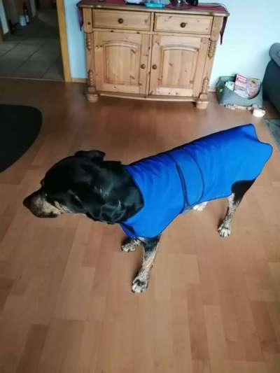 Bastelstunde für den Vierbeiner-Beitrag-Bild