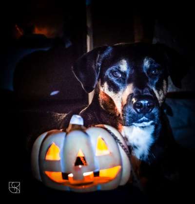 Fotochallange Nr.53 "HALLOWEEN"-Beitrag-Bild
