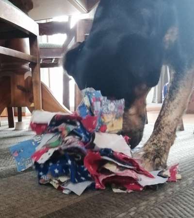 Bastelstunde für den Vierbeiner-Beitrag-Bild