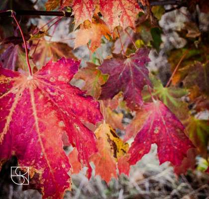 Die wunderschöne Welt mit Hund.-Beitrag-Bild