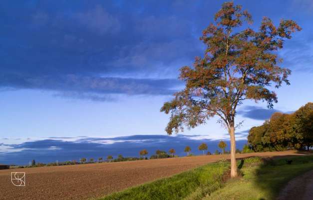 Die wunderschöne Welt mit Hund.-Beitrag-Bild