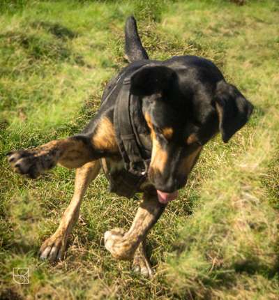Zeige das lustigste Bild eures Hundis-Beitrag-Bild