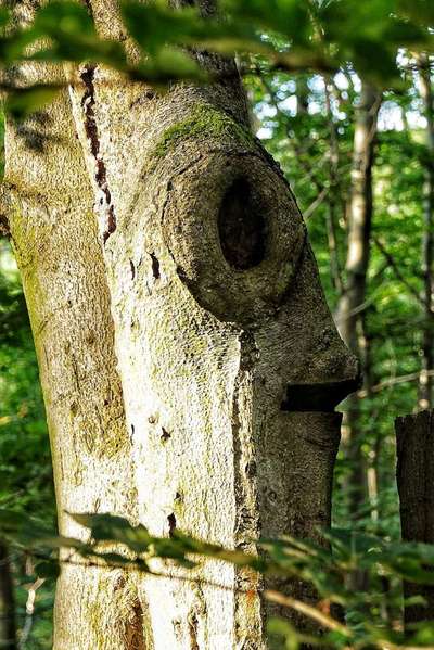Bäume mit Gesicht-Beitrag-Bild