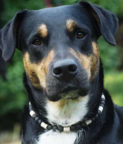 Floh und Zeckenmittel-Beitrag-Bild