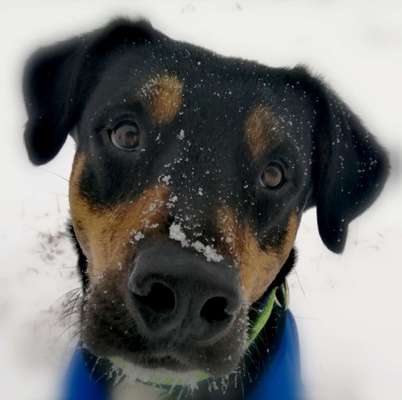 Die Dogorama Kalender Challenge Teil 2/4-Beitrag-Bild