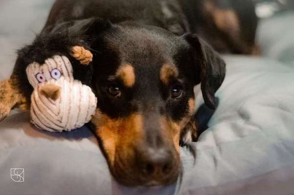 Dogorama Photo Challenge - Lieblingsspielzeug!-Beitrag-Bild