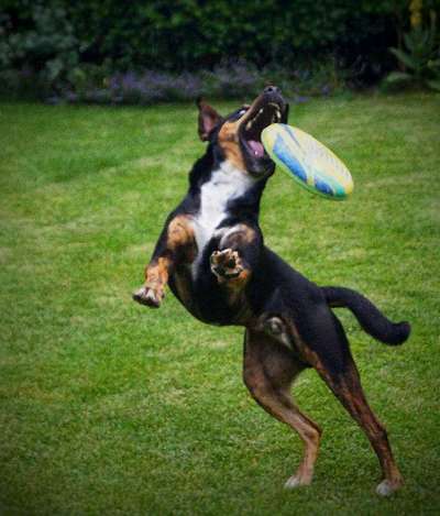 43. Fotochallenge-Zeigt mir eure Ball oder Frisbee verrueckten Hunde-Beitrag-Bild