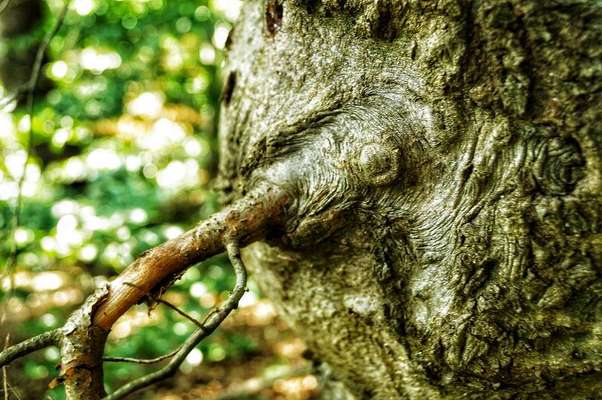 Die wunderschöne Welt mit Hund.-Beitrag-Bild
