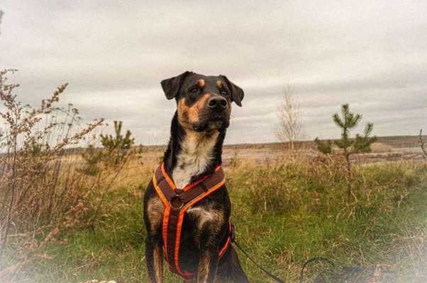 Fotochallenge No. 26                                     Wald und Wiese-Beitrag-Bild