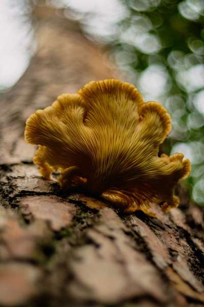 Die wunderschöne Welt mit Hund.-Beitrag-Bild