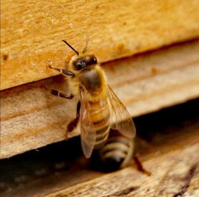 Die wunderschöne Welt mit Hund.-Beitrag-Bild
