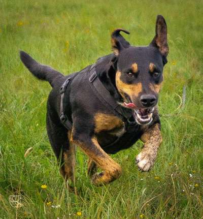 Fotochallenge 66 ~ Rennaction -Zeig deinen Hund im Lauf-Beitrag-Bild