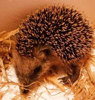 Die wunderschöne Welt mit Hund.-Beitrag-Bild