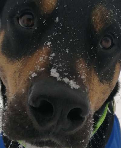 Zeigt her eure Hundenasen-Beitrag-Bild