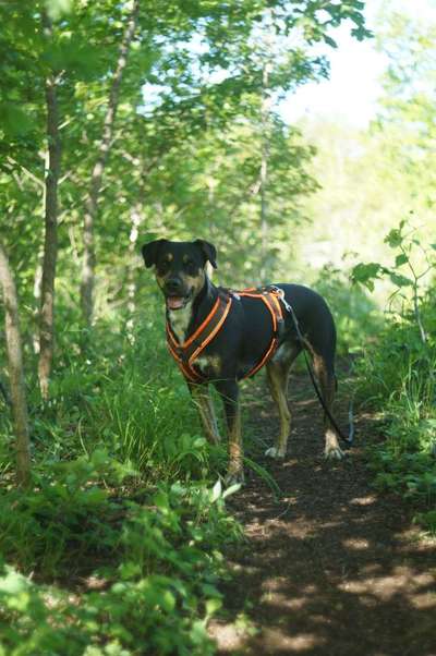 Die Dogorama Monats Challenge "Es grünt und blüht"-Beitrag-Bild