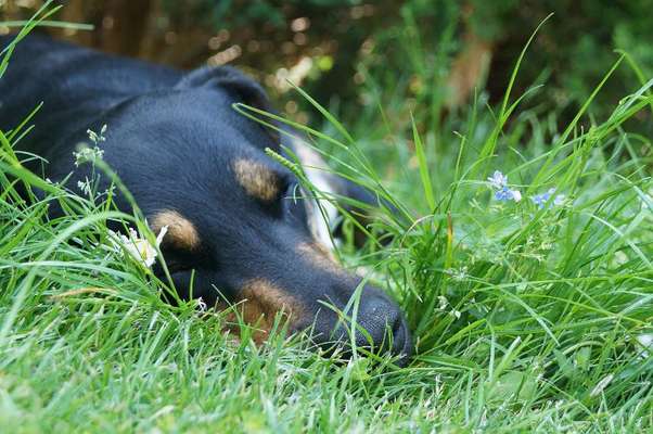 Die Dogorama Kalender Challenge 4/4-Beitrag-Bild