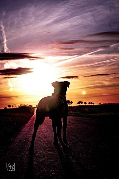 Die Dogorama Kalender Challenge Titelbild-Beitrag-Bild