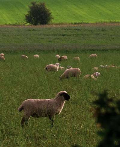 Die wunderschöne Welt mit Hund.-Beitrag-Bild