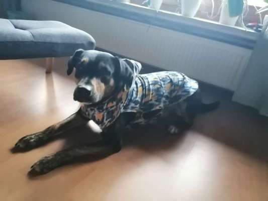 Bastelstunde für den Vierbeiner-Beitrag-Bild