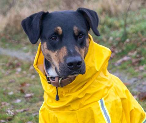 Dogorama Photo Challenge - Tre Chic!-Beitrag-Bild