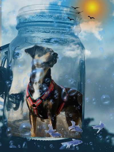 Photomontagen mit Hund-Beitrag-Bild