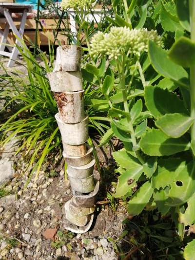 Zeig mir, dass du mit einem hund zusammenlebst....-Beitrag-Bild