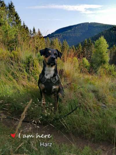 Hunde im Urlaub-Beitrag-Bild