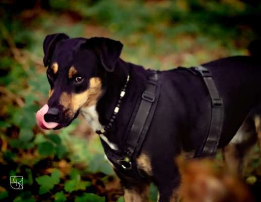 Fotochallenge Nr. 59 - Mein Hund zeigt die Zunge-Beitrag-Bild