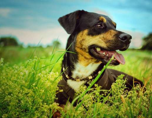 Hund und Natur-Beitrag-Bild