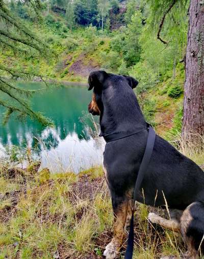 Dogorama-Monats-Challenge-Mai "Wasser"-Beitrag-Bild