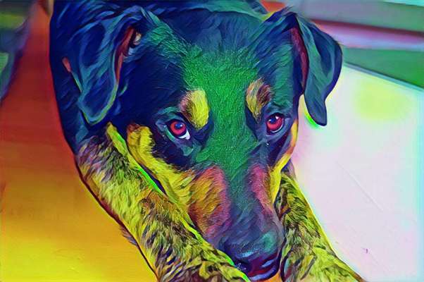 Der Hund als Cartoon-Beitrag-Bild