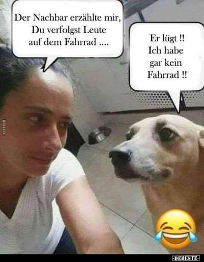 Hunde Memes-Beitrag-Bild