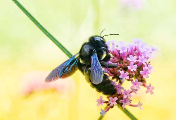 Die wunderschöne Welt mit Hund.-Beitrag-Bild