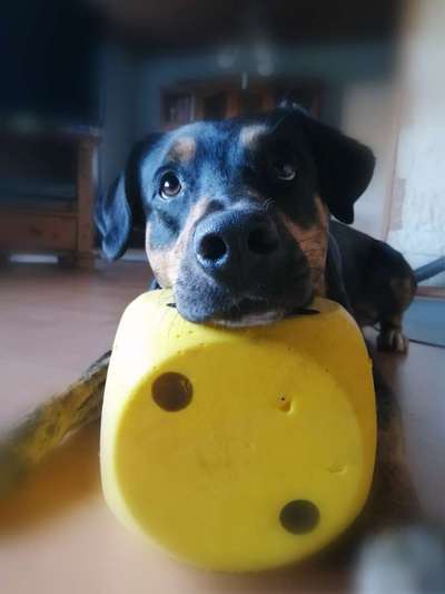 FOTOCHALLENGE:24  Thema: Hunde und ihre Tricks-Beitrag-Bild