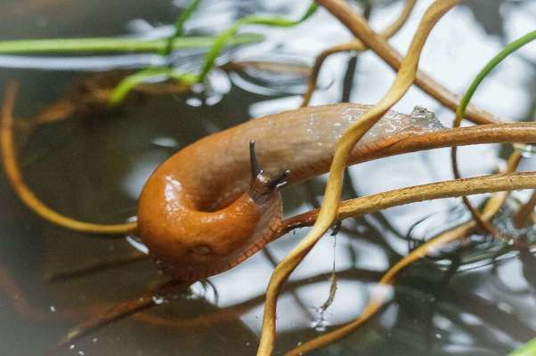 Die wunderschöne Welt mit Hund.-Beitrag-Bild