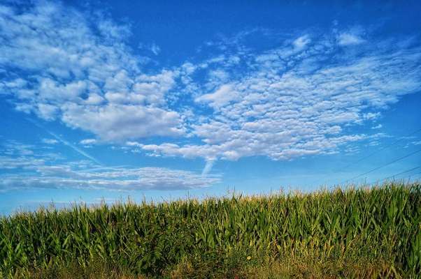 Die wunderschöne Welt mit Hund.-Beitrag-Bild